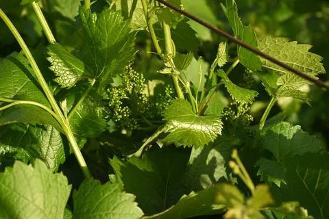 Young Green Grape Vines With Developing Flower Clusters Under Bright Sunlight Stock-Fotos