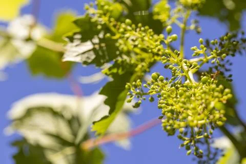Young green grapes budding in vineyard against blue sky Stock Photos