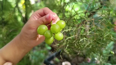 Young Green Grapes Held by a Baby's Hand Stock Footage 290841332