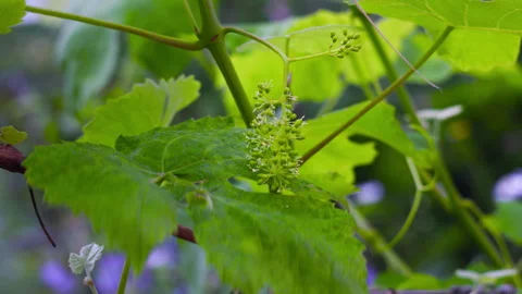 Young Green Grapevine Blossoms Blooming in a Lush Sunny Summer Vineyard Stock-Footage 337421377