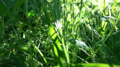 Young Green Grass 2 動画素材 90333376
