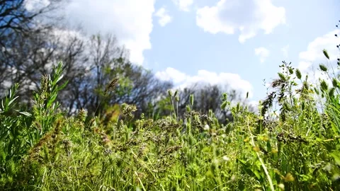 Young green grass and blooming wildflowers in the park Vídeo Stock 254909239