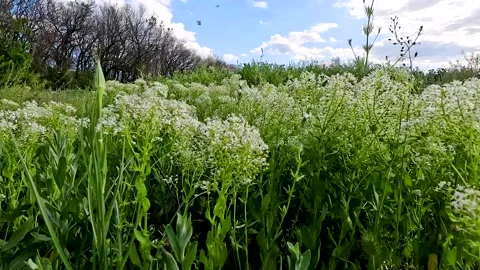 Young green grass and blooming wildflowers in the park Stockbeeldmateriaal 254909582