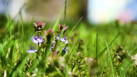 Young green grass and blooming wildflowers in the park Stock Footage 255444460