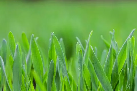 Young green grass background. Texture rich green grass closeup Stock Photos