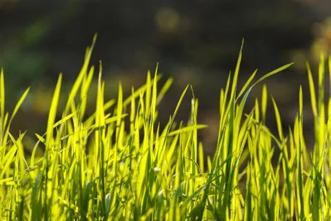 Young green grass. Closeup macro Stock Photos