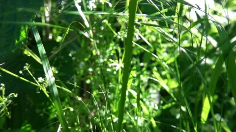 Young Green Grass 動画素材 90333348