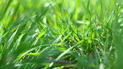 Young green grass Stock Footage 127245177