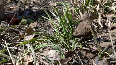 Young green grass growing through dry fallen leaves in spring forest or garden Stock Footage 330740487