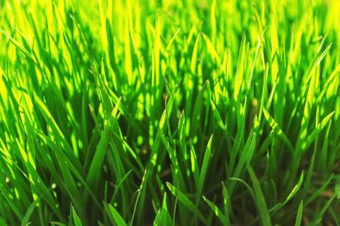 Young green grass grows in the open field in the garden. Seedling greenery close Stock Photos