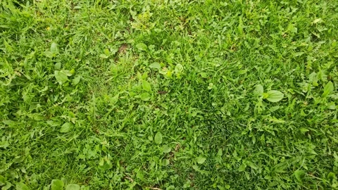 Young green grass on a lawn in the forest. Background of green grass 스톡 동영상 194563953