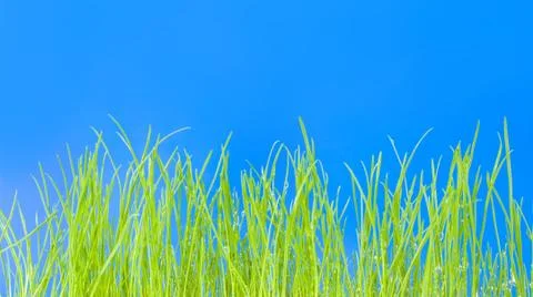 Young green grass, macro Fotos Stock