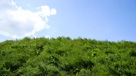 Young green grass on a meadow Stock Footage 254909119
