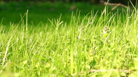 Young green grass in motion Video stock 57316712