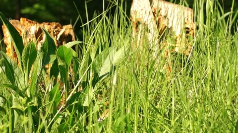 Young green grass in motion 库存影片 57316729