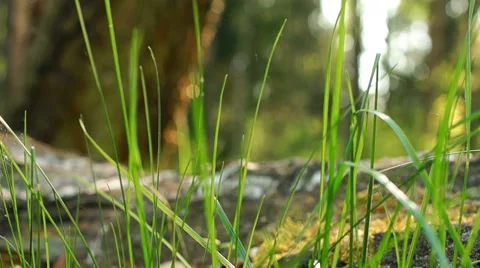 Young green grass in motion Stock-Footage 57316805