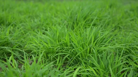 Young Green Grass Moving Softly in Wind with Blurred Background and Summer Natur Stock Footage 335104667