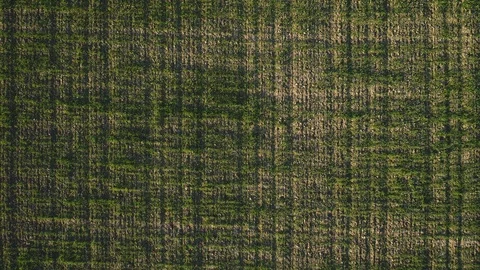 Young green grass pattern 스톡 동영상 105482143