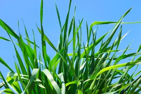 Young green grass Stock Photos