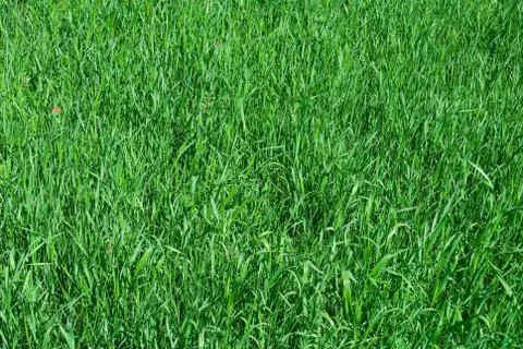 Young green grass Stock Photos