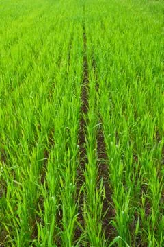 Young green grass Stock Photos
