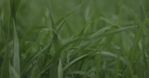 Young green grass in spring Stock Footage 131211869