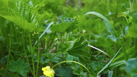 Young green grass in spring Stock-Footage 243085167