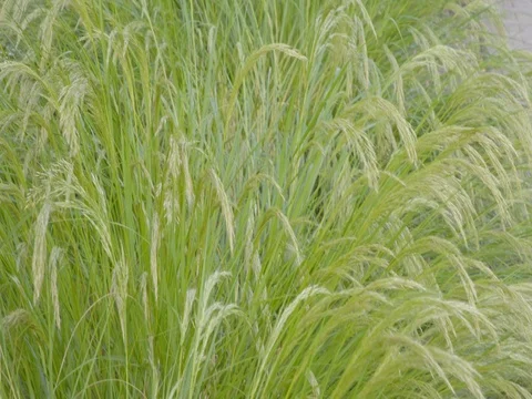 Young green grass in the sun Stock Footage 76814071