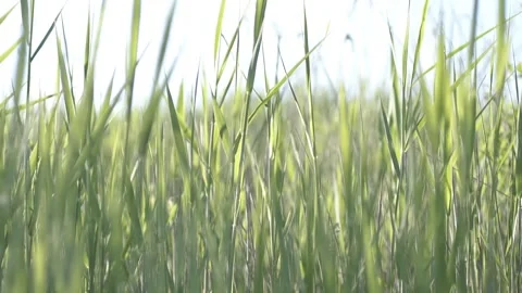 Young green grass in the sun Stock Footage 135501508