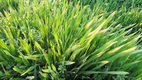 Young green grass in the sunlight Stock Footage 129044069