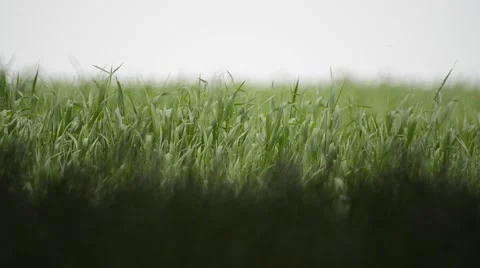 Young Green Grass Swaying Stock Footage 50378482