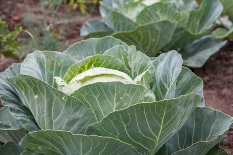 Young green head of cabbage in the garden. Stock Photos