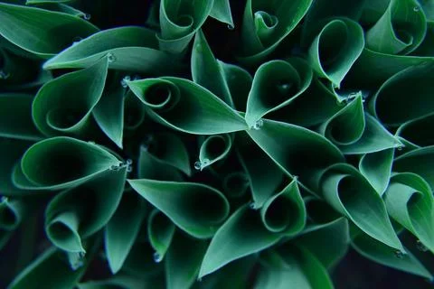 Young green hostas in early spring with raindrops. flat lay Stock Photos