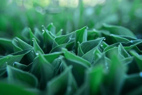 Young green hostas in early spring with raindrops. soft selective focus Stock Photos