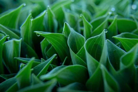 Young green hostas in early spring with raindrops. soft selective focus Stock Photos