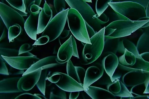 Young green hostas in early spring with raindrops. flat lay Stock Photos