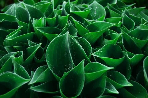 Young green hostas in early spring with raindrops. soft selective focus Stock Photos