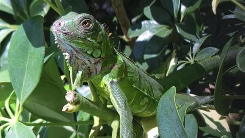 Young Green Iguana Stock Footage 306600550