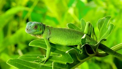 Young, green iguana posing for the camera Stock Photos