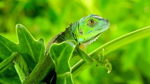 Young, green iguana posing for the camera Stock Photos