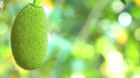 Young Green Jackfruit Growing on Tree in Tropical Vietnam Orchard Stock Footage 326334855