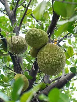 Young Green Jackfruit Growing on Tree Branch - Tropical Fruit Agriculture P.. Stock Photos