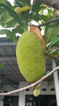 Young green jackfruit Stock Photos