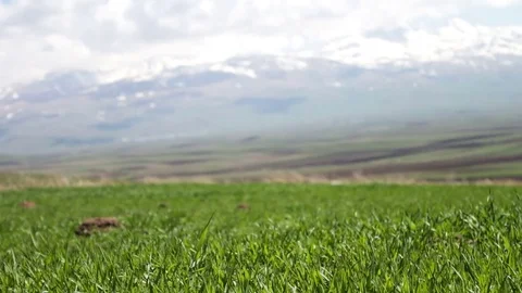 Young green juicy grass on a meadow pricked in summer in the wind Against the Stock Footage