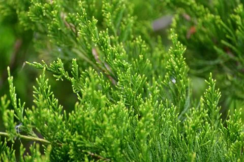 Young green juniper branches close up in shallow depth of field Stock Photos