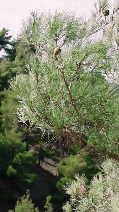 Young green larch cones on a tree branch and green summer needles. Stock Footage 253435741