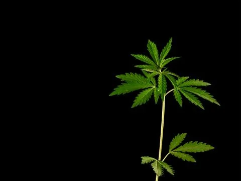 Young Green Leaf Cannabis plant detail isolated on black background Stock Photos