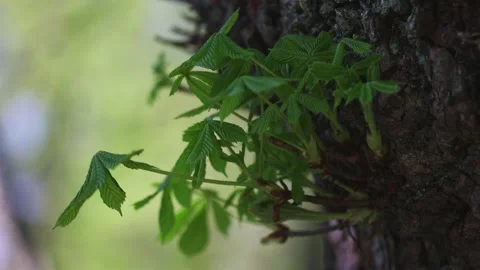 Young green leaf of conker common horse chestnut plant shoots new leaves tree Stock Footage 168463590