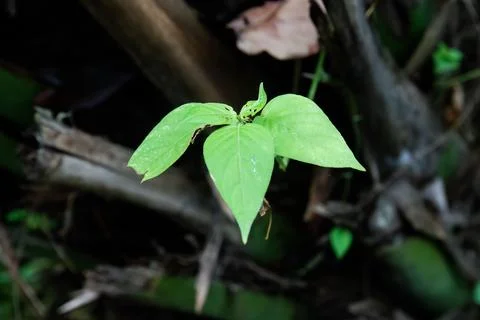 Young Green Leaf on Dark Background with Minimal Natural Mood Stock Photos