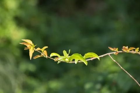 Young Green leaf of Fried Egg Tree Stock Photos